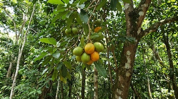 Un racimo de frutos redondos, algunos verdes y otros de color amarillo anaranjado, cuelga de una rama de árbol en un entorno de denso bosque verde.
