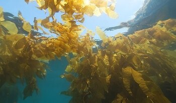 Los Dickisonia absorbieron alimentos a