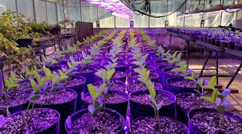 Especialistas del CONICET lograron desarrollar