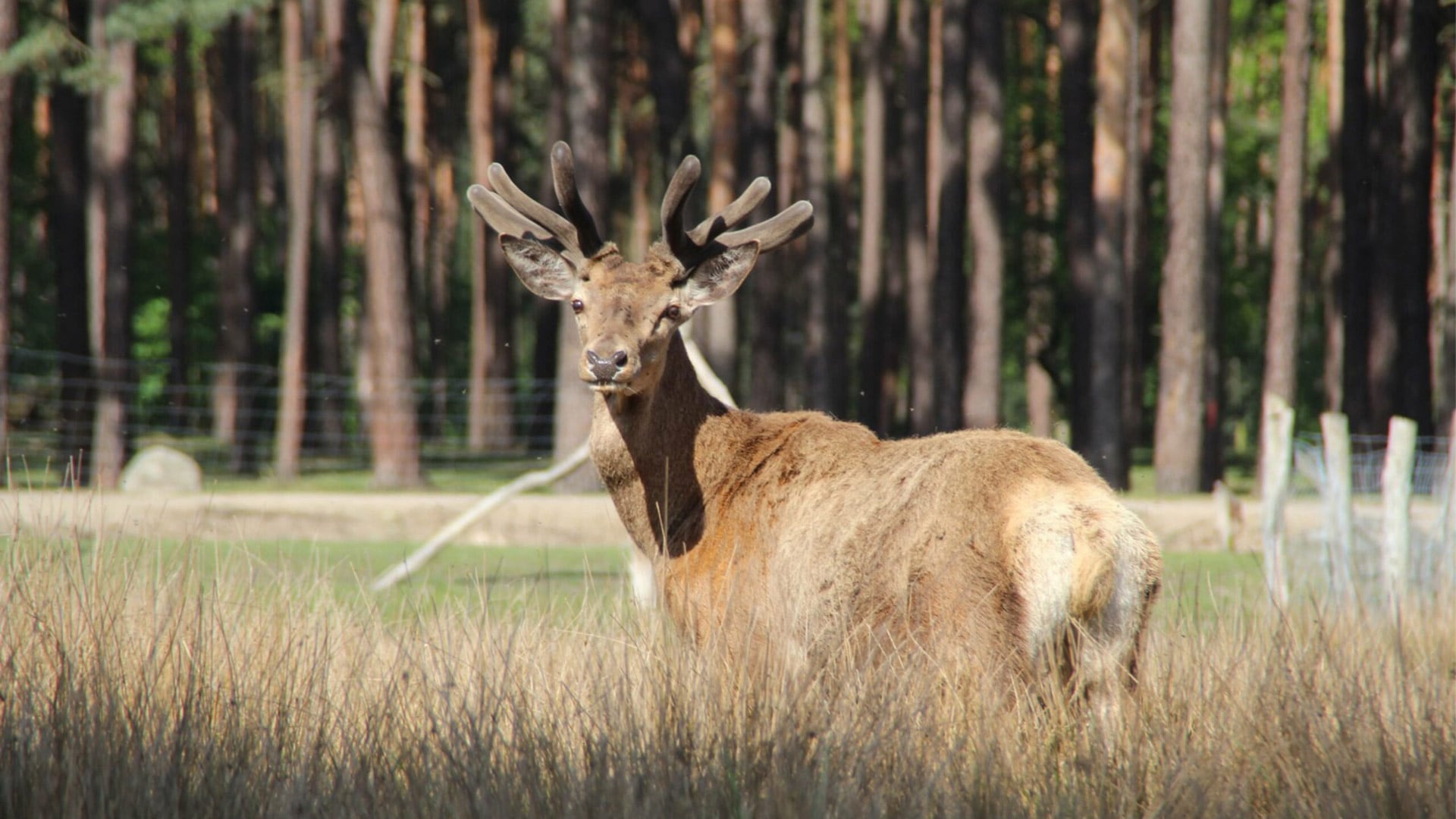 Las revisiones oficiales previas en el predio no detectaron anomalías vinculadas con la seguridad ni con el bienestar animal (Wildpark Johannismühle)