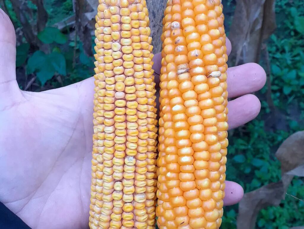 El achaparramiento del maíz, causado por la bacteria Spiroplasma kunkelii, es una enfermedad transmitida por la chicharrita Dalbulus maidis al alimentarse (INTA)