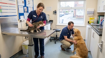 Dos veterinarios examinan a un gato atigrado sobre una mesa de metal y a un perro golden retriever en el suelo de una consulta médica.