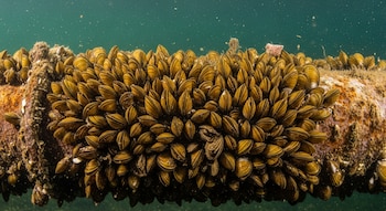 Primer plano de una densa colonia de mejillones dorados, de color marrón amarillento, adheridos a una tubería metálica oxidada bajo el agua.