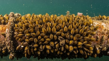 Un estado de EEUU declara emergencia por una especie invasora que amenaza el agua y la agricultura