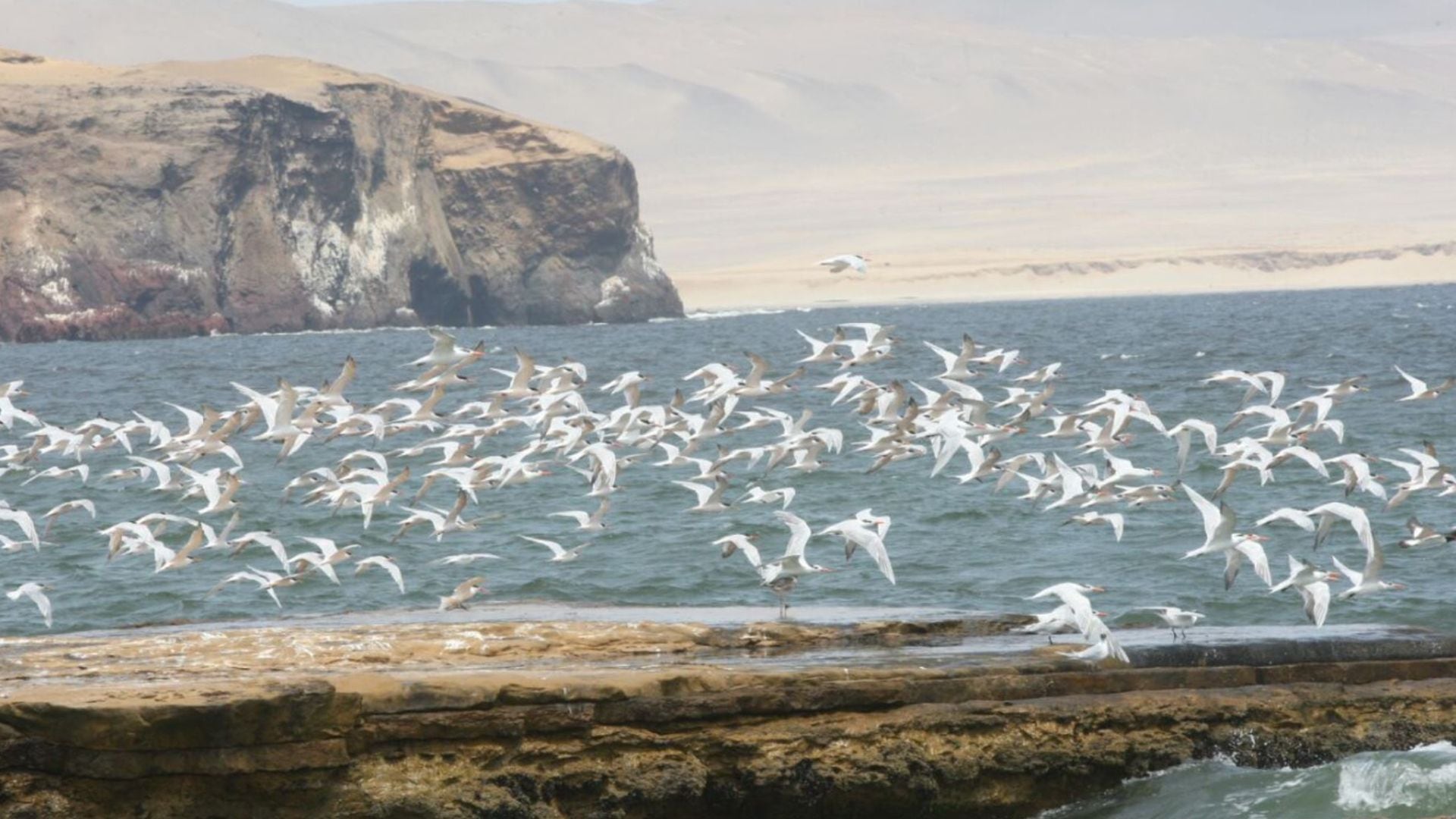 Este espacio protegido ha sido reconocido internacionalmente por su importancia en la preservación de especies en peligro, convirtiéndose en un símbolo de conservación en la costa peruana. (Andina)