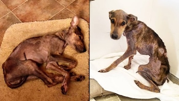 Esta historia ha conmovido a