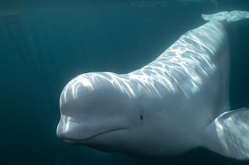 El análisis detallado de los comportamientos de belugas ante el espejo mostró respuestas individuales, desde la indiferencia hasta la exploración activa de su reflejo corporal (Crédito: Marine Mind/Abigail Carleen Dahl.)