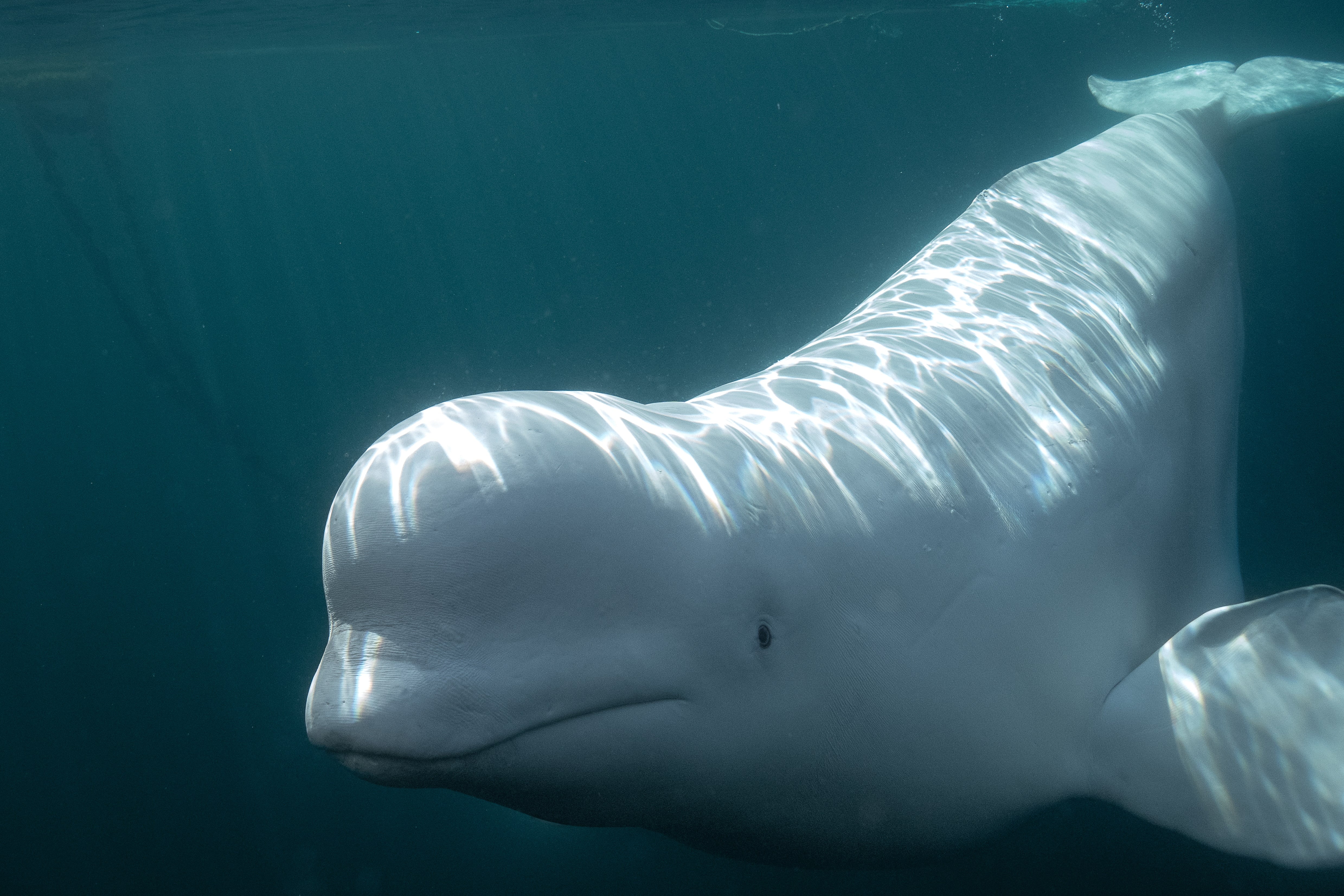 El análisis detallado de los comportamientos de belugas ante el espejo mostró respuestas individuales, desde la indiferencia hasta la exploración activa de su reflejo corporal (Crédito: Marine Mind/Abigail Carleen Dahl.)