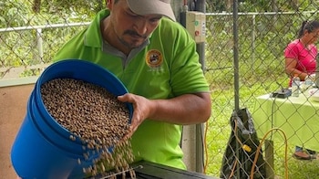El grano representa una alternativa productiva, con oportunidades tanto en el mercado nacional como internacional. (Cortesía)