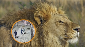 Un león “doméstico” fugado en