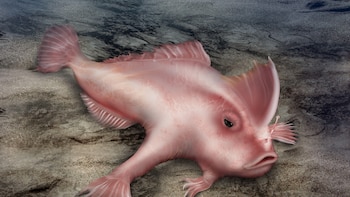 Cómo es el fascinante pez