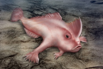 Esta especie se caracteriza por