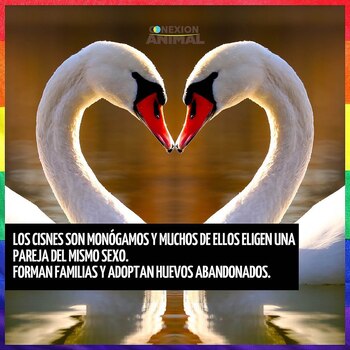 El posteo por el Día