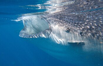 Un tiburón ballena nada en