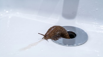 Una babosa marrón sale del orificio central de un desagüe cromado en un lavabo blanco con gotas de agua.
