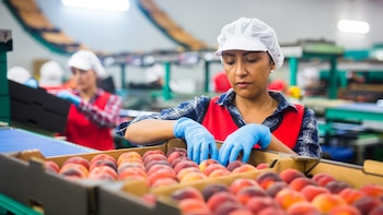 Chile flexibilizará los contratos para extranjeros que trabajan como temporeros en el agro