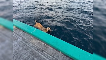 Lomito nadaba lejos de la playa y pescadores lograron rescatarlo