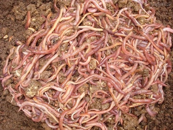 Madres lombrices crean un líquido