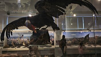 Noche de los Museos en