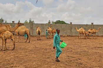 leche de camello somalia