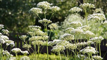 Cuáles son los beneficios de