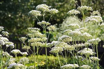 La raíz angélica contiene propiedades