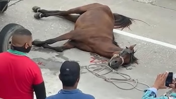 Caballo víctima de maltrato en la ciuda de Barranquilla - Colombia.