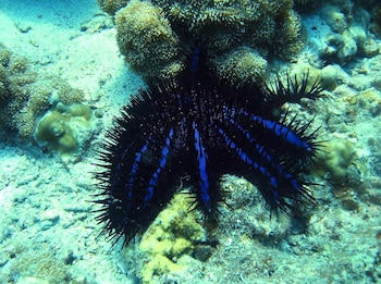 El éxito en laboratorio plantea