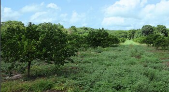 El limón, con su sabor
