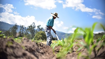 La ONU advierte que el calor extremo pone en jaque la seguridad alimentaria global