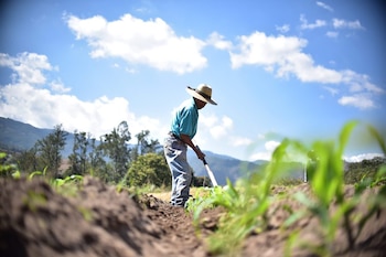 Un agricultor con sombrero, camisa azul y jeans trabaja en un campo con plantas jóvenes, bajo un cielo azul con nubes y montañas al fondo
