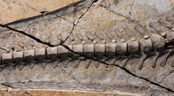 El ejemplar estudiado era juvenil