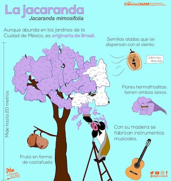 (foto: Divulgación de la Ciencia, UNAM/FB)