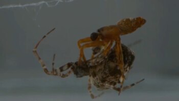 Araña macho salta por su vida