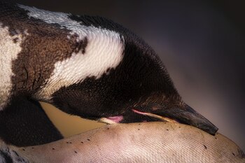 Los usuarios pueden interactuar durante