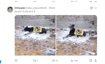 Díptico de un perro negro con chaleco amarillo del Club América. A la izquierda, el perro está tumbado. A la derecha, está sentado en un terreno árido