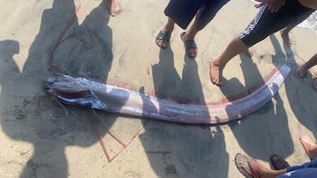 ¿Es una mala señal? Encuentran