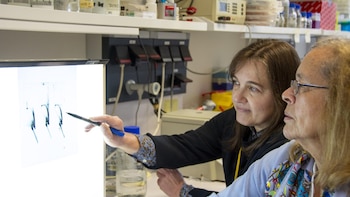 Un estudio aporta nuevos datos