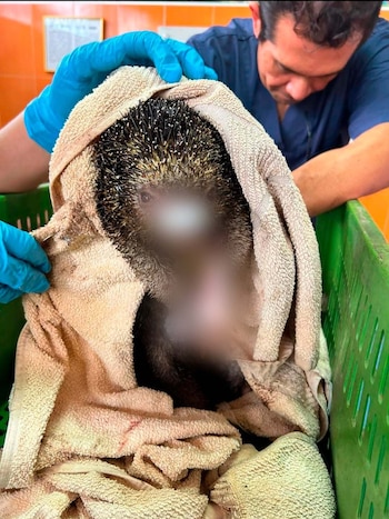 Tres especies nativas murieron a causa de las quemaduras y lesiones ocasionadas por el fuego en municipios como Villeta y Guadua - crédito Car Cundinamarca