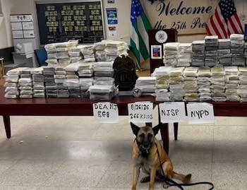 Un perro pastor belga sentado delante de una mesa con paquetes rectangulares apilados, carteles y banderas al fondo