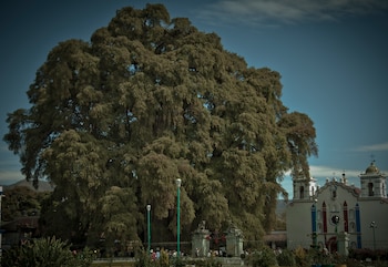 Árbol del Tule en Oaxaca
