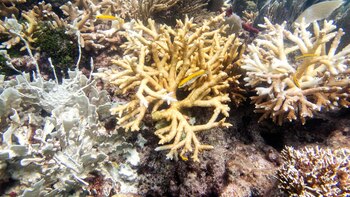 El incremento de la temperatura