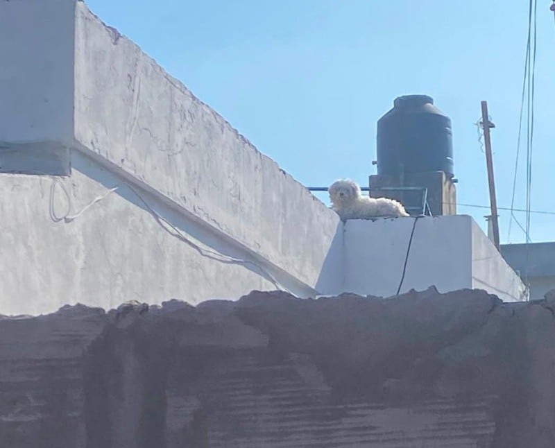 La denuncia de una protectora de animales fue la que motivó la intervención del Área de Protección Animal y la Dirección de Control Urbano (Fotos: Rosario3)