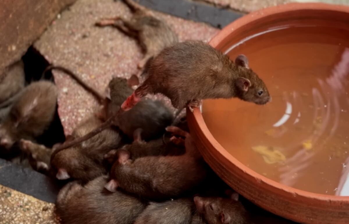 Locales tienen la creencia de que cuando mueran reencarnaran en una rata del templo - crédito @PlanetaJuan/YouTube