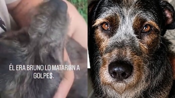 Capturan en Palmira al presunto agresor de Bruno, un perro que murió tras brutal golpiza