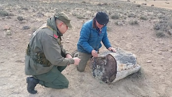 Tras el relevamiento realizado por científicos y personal de Gendarmería Nacional, las muestras fueron trasladadas al Museo Paleontológico de Bariloche para su conservación y estudio