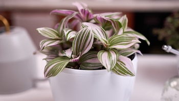 Planta amor de hombre. (Adobe