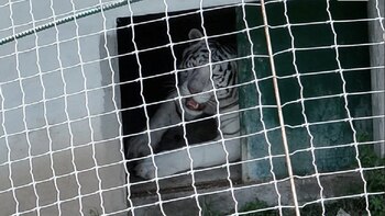 Un operativo conjunto de la Secretaría de Marina, la Fiscalía General de la República y la SSPC en cinco inmuebles de Tamaulipas reveló el cautiverio de 135 animales exóticos. Crédito: Especial
