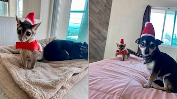 Valentina, la cacomixtle que con