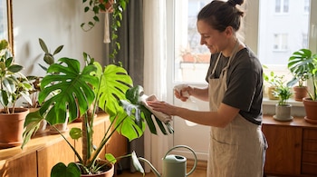 Una persona con mandil pulveriza agua y limpia una hoja de monstera con un paño; se ven una regadera y otras plantas de interior.